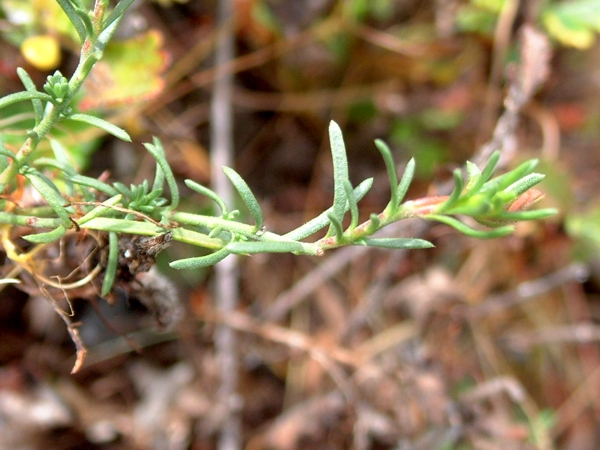 Fumana procumbens / Fumana comune